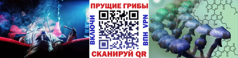 Галлюциногенные грибы Psilocybe  наркотики  Карабулак 